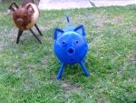 bluepig.jpg
